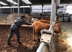 양주시 구제역 백신 일제 접종, 전염병 차단 ‘총력’...407농가, 4만 6687두 대상