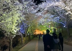 “강화산성 벚꽃길 야간에 걸어보세요”...강화군, 경관조명 설치 꽃길 선보여