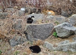길고양이 급식소 망가뜨린 고교생 입건, 검찰 송치
