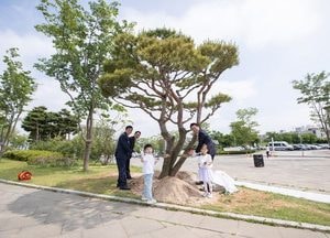 ‘인구 60만 돌파’ 서구, 아시아드경기장에  100년된 소나무 기념식수