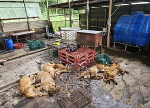“전기 쇠꼬챙이로 잔인하게 도살”…경기도특사경, 파주시 개 도살 현장 적발