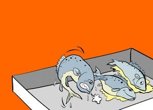 일본산 수입 수산물 국산과 섞어서 판매하면 알 길이 없어요