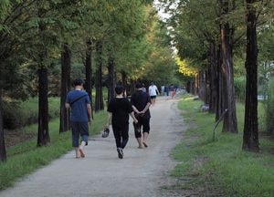 동두천 '메타세쿼이아 길‘…명품화 다소 부족
