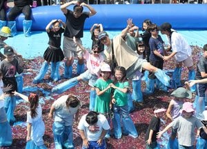 ‘화성송산포도축제’ 15만명 방문 큰 호응...농산물 판매 19억원 달성