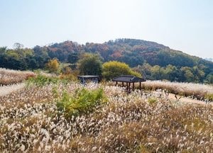 연수구 동춘1동, 주민주도 ‘봉재산 억새꽃 축제’ 연다