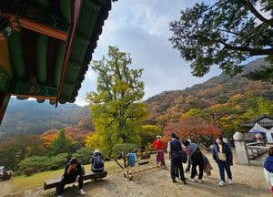 천년고찰 용문사 찾은 중국 관광객