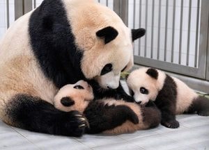 에버랜드 ‘판다’ 세 모녀 이제 함께 생활해요...쌍둥이 생후 4개월 맞아 자연포육