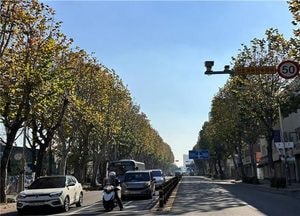 올해 인천시 최우수 특화가로수길, '동구 동산로' 선정...'사각형 양버즘나무 일품'
