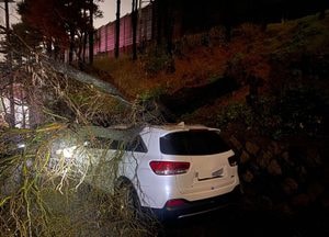 부천 고강동서 호우에 쓰러진 가로수 주차 차량 덮쳐...인명피해 없어