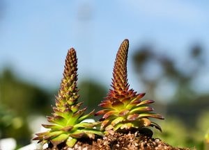 국립수목원, 특산식물 '진주바위솔' 대량증식 성공
