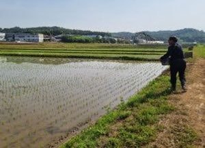 파주시, 친환경 농법 ‘우렁이’ 지원…‘벼 재배 농가’ 29일까지 접수