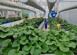 경기도농기원, 시설온실과 식물공장 활용한 고추냉이 생산 기술 개발