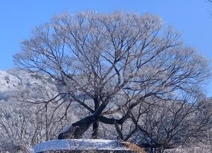 동두천 장림마을 '650년 수령 느티나무' 상고대 활짝