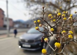 축제 기다리는 산수유꽃…이천백사산수유꽃축제 11일 앞으로