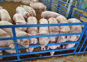 파주시, 양돈농가 ‘ASF 소독비’ 지원…농장 유입 차단 지원 사업 농가 모집