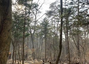 국립수목원, 광릉숲 비밀의 숲 오솔길 재개방