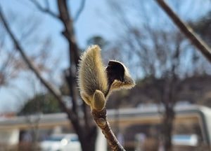 꽃눈 트는 목련