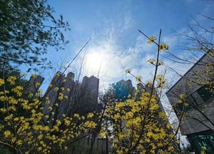 "활짝 핀 꽃 떨구면 안 되는데"...내일 오후부터 '비'...최대 20㎜