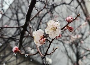 "꽃잎 떨굴라" 비 맞은 벚꽃