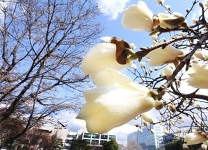 [사진으로 봤다] 시흥의 다시 봄, 화사한 꽃망울 '톡톡'