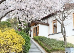 인천관광공사, 싱그러운 봄 맞아 ‘설렘 가득 꽃놀이 명소’ 추천