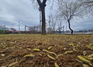 [내일 날씨] 경기·인천(5일, 금)...사전투표 첫날 '대체로 흐려'