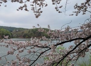 수원 광교저수지 '벚꽃앤딩'