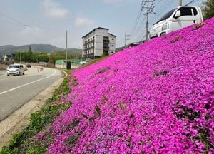 미세먼지 속 '화려함 뽐내는 분홍색 꽃잔디'