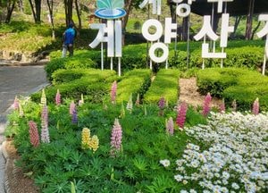 인천 계양산장미공원 봄꽃 활짝