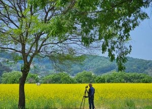 "전문가도 반했다" 5월 최고의 핫플…여주 ‘당남리섬 유채꽃밭’