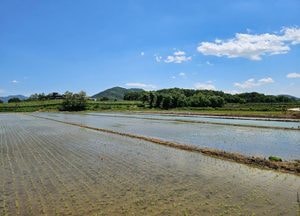 [공감, 세상구경] 모내기