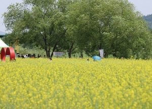 고양특례시, 오는 25~26일 ‘창릉천 유채꽃 축제’ 개최