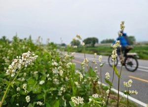 '메밀꽃과 함께 한' 자전거 라이딩