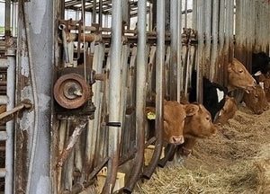 파주시, 축산농가 사료자금 지원자 확정…사료직거래활성화 경영 안정 위해 59억