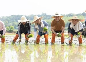 김동연, 쌀의 고장 여주서 모내기...농업인들 격려