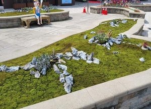 안산 대부도 바다향기수목원, ‘탄소꽃이끼 테마정원’ 조성...방문객 맞이