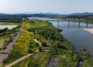 남한강변 물들이는 ‘상쾌한 기분’ 꽃말 가진 ‘금계국’