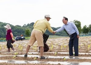 ‘올 가을 '힐링' 책임질 연천 댑싸리 정원’ 본격 모종이식 작업