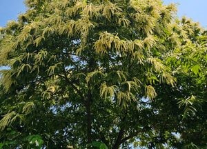 절기상 망종(芒種)에 보는 화려한 '밤꽃'