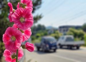 길가에 있는 당신의 이름은 ‘접시꽃’