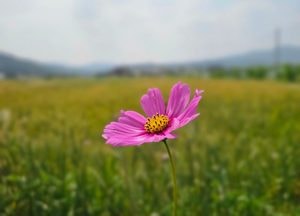 “추수 앞둔 누런 밀밭 배경” 가을 착각 코스모스 ‘활짝’