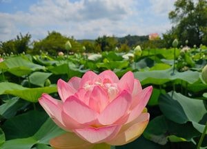 [사진으로 봤다] "강풍에 꽃잎 떨굴라" 양평 ‘세미원과 두물머리’ 연꽃