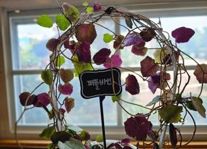 "컬러감 그득" 안성팜랜드서 만난 공기정화식물 '세네시오 퍼플바인'