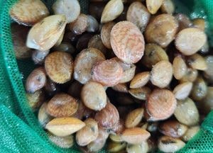 경기도해양수자원, 새조개 1만 마리 화성 도리도 갯벌에 방류...첫 시도