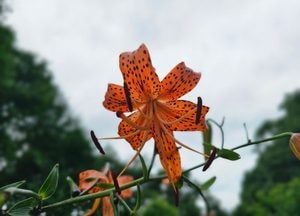 설봉산에 핀 야생 참나리꽃