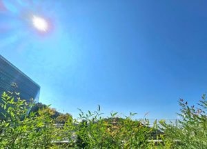 강화·옹진 제외 '수도권 전역 폭염경보'...한낮 최고 35도 ↑