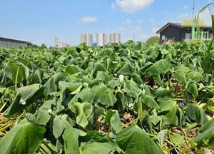 안성 고삼 '38.5도 기록'...서울 35.3도, 서울 35.3도 "전국 펄펄"