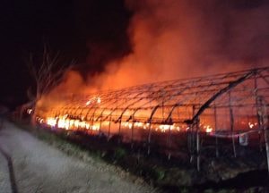 용인 원삼면 양계장서 한밤 중 불, 닭 2만여 마리 폐사