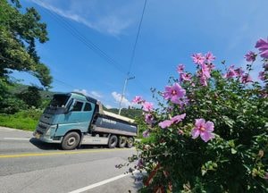 '제79주년 광복절' 닷새 앞으로...우리나라꽃 무궁화