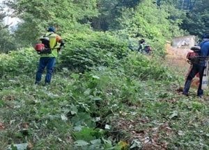 오산시, 생활권 칡덩굴 집중 제거 ‘주변 식물 방해 등 차단 목적’